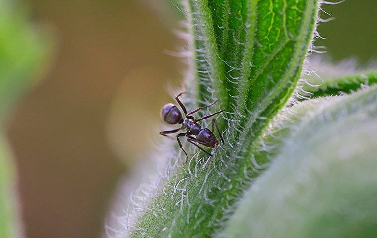 odorous house ant on a plant