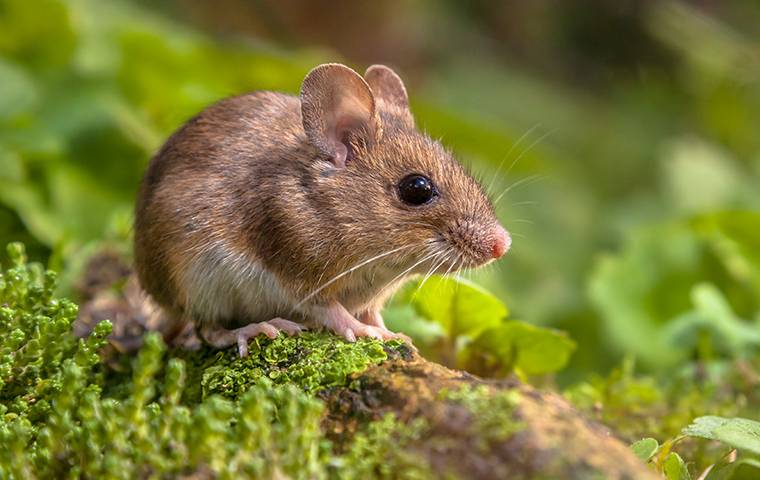 a little mouse outside on a mossy log