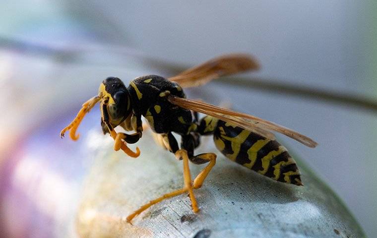 yellow jacket