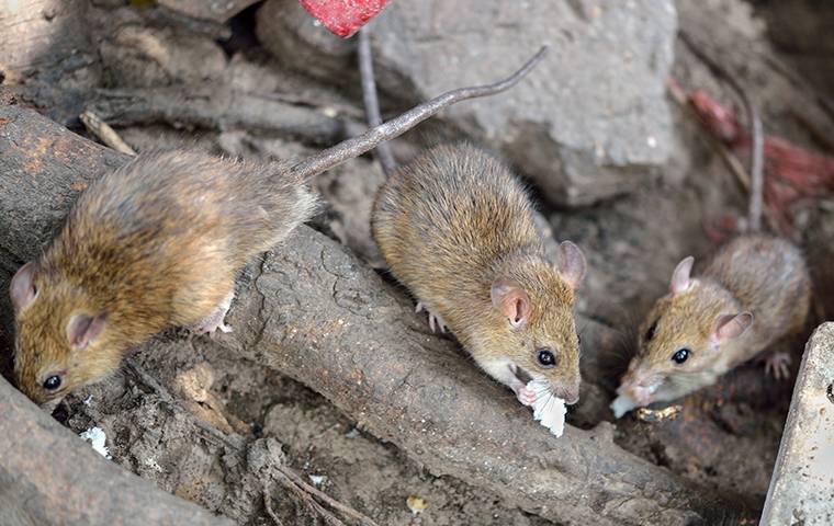 rats outside eating trash