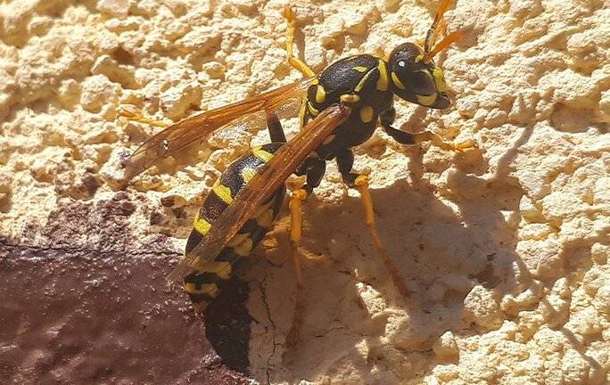 paper wasp on home