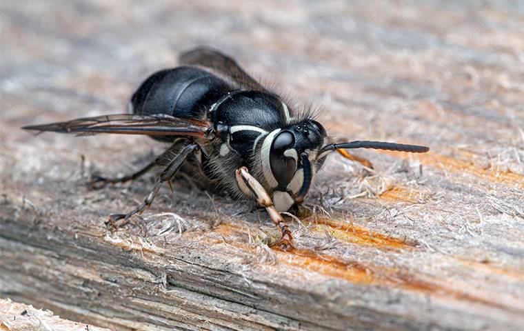 bald faced hornet