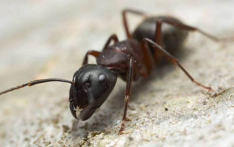 close up of carpenter ant